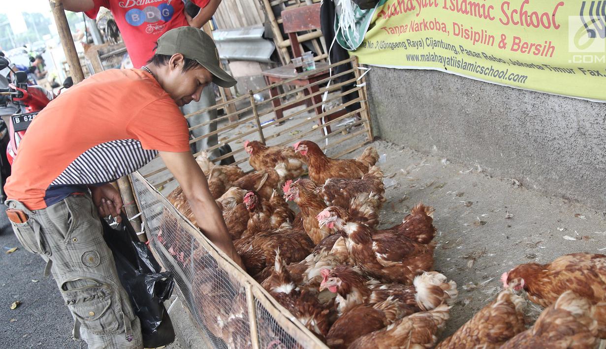 Pedagang memberi makan ayam di kawasan jalan raya Bogor KM 32, Depok, Selasa (12/6). Menjelang perayaan Idul Fitri 1439 H, para pedagang ayam dan entok mulai memadati pinggir jalan raya Bogor KM 32. (Liputan6.com/Herman Zakharia)