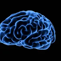 Ini meningitis, penyakit yang renggut nyawa Narendra KDI. | via: qbi.uq.edu.au