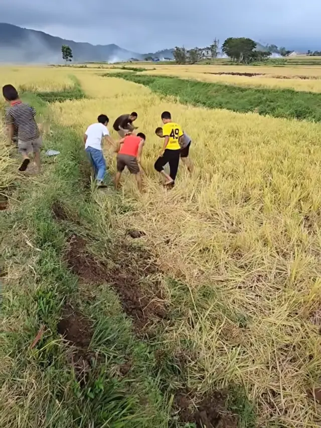 Betrand Peto Berburu Tikus di Kampung NTT