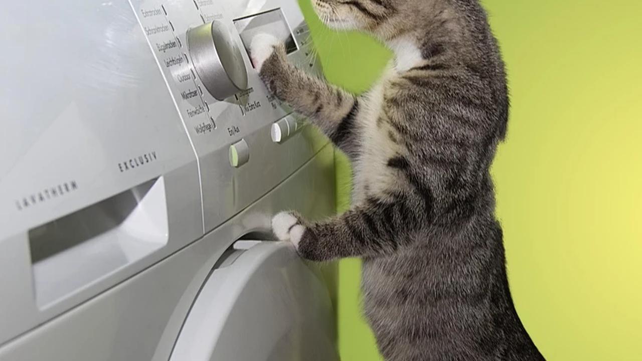 Kucing