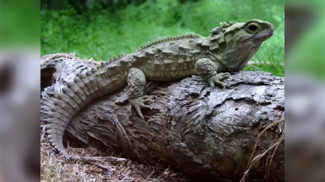 Hewan Kerabat Jauh Dinosaurus Bertelur Setelah 38 Tahun