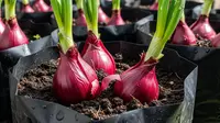 10 Cara Membuat Bawang Merah Berumbi Besar agar Hasil Panen Lebih Maksimal