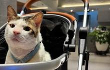 7 Potret Lucu dan Gemas Bobby Kertanegara Kucing Kesayangan Prabowo Ikut Pelantikan Presiden