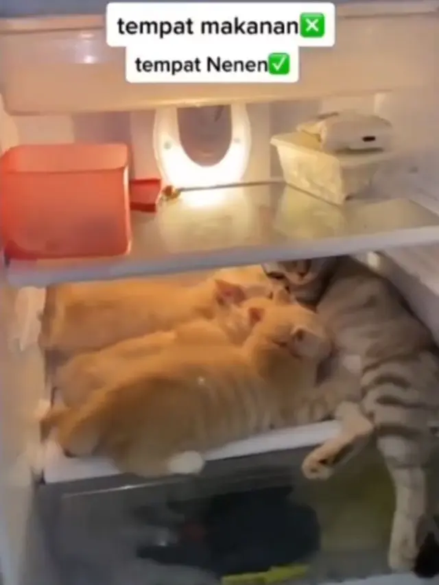 Kucing di Dalam Kulkas