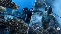 Kronologi Penangkapan WN China Tombak dan Masak Penyu Raja Ampat