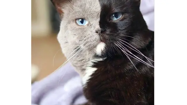 kucing