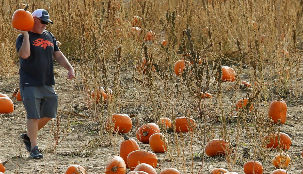 Seorang pria membawa labu untuk perayaan hari Halloween mendatang di pick sendiri Rock Creek Pertanian di Broomfield, Colorado, (27/10). Hari Halloween dirayakan setiap tahun pada tanggal 31 Oktober. (REUTERS/Rick Wilking)
