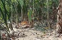 Banjir Rendam Ribuan Hektare Ladang, Petani Aceh Timur Terancam Gagal Panen