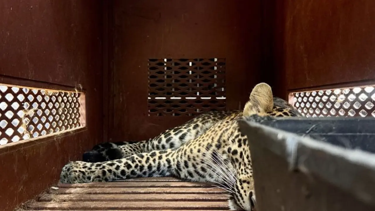 Macan Tutul Nekat Masuk ke Hotel di Bandung