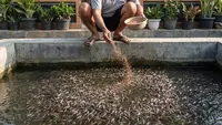 Cara Memberi Pakan Benih Ikan Lele, Rahasia Sukses Pendederan Mandiri