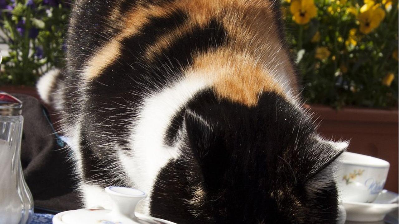 Penyebab Scabies Kucing dan Cara Mengobatinya, Perlu Diketahui