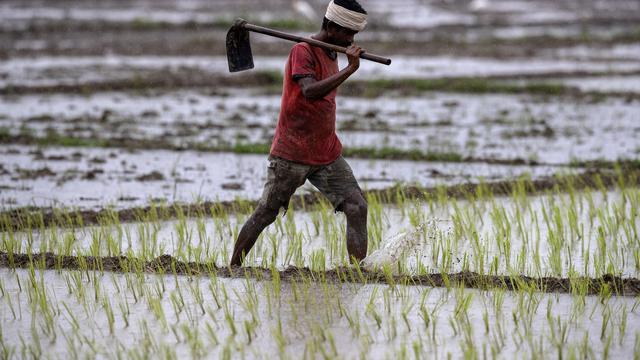 Potret Petani India Saat Beraktivitas di Sawah