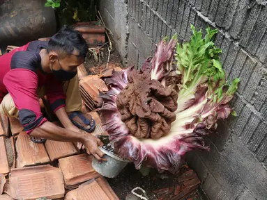 Seorang warga menyiram tanaman yang diduga jenis bunga bangkai di kawasan Cipete, Jakarta, Rabu (13/10/2021). Bunga yang tumbuh di pekarangan rumah warga itu mengeluarkan bau menyengat dan menjadi pusat perhatian warga sekitar. (Liputan6.com/Hermann Zakharia)