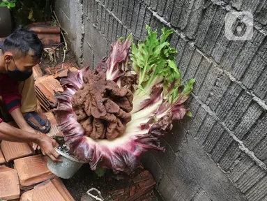 Seorang warga menyiram tanaman yang diduga jenis bunga bangkai di kawasan Cipete, Jakarta, Rabu (13/10/2021). Bunga yang tumbuh di pekarangan rumah warga itu mengeluarkan bau menyengat dan menjadi pusat perhatian warga sekitar. (Liputan6.com/Hermann Zakharia)