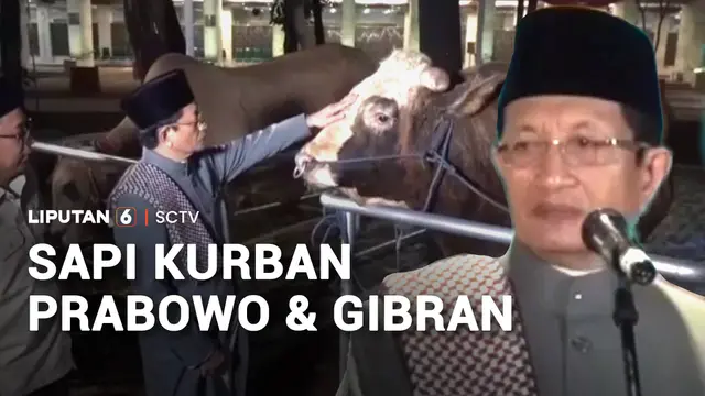 Sapi Kurban Prabowo dan Gibran Tiba di Masjid Istiqlal