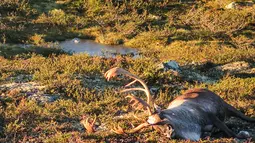 Ratusan rusa yang mati tersambar petir di di sebuah taman di Hardangervidda, Norwegia (28/8). Sekitar 300 ekor rusa mati tersambar petir akibat badai melanda wilayah setempat Jumat lalu. (AFP PHOTO/Norwegian Environment Agency/Haavard Kjontvedt)