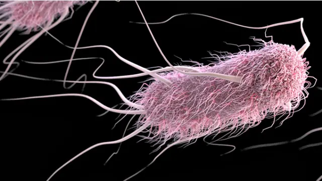 Bakteri Escherichia coli