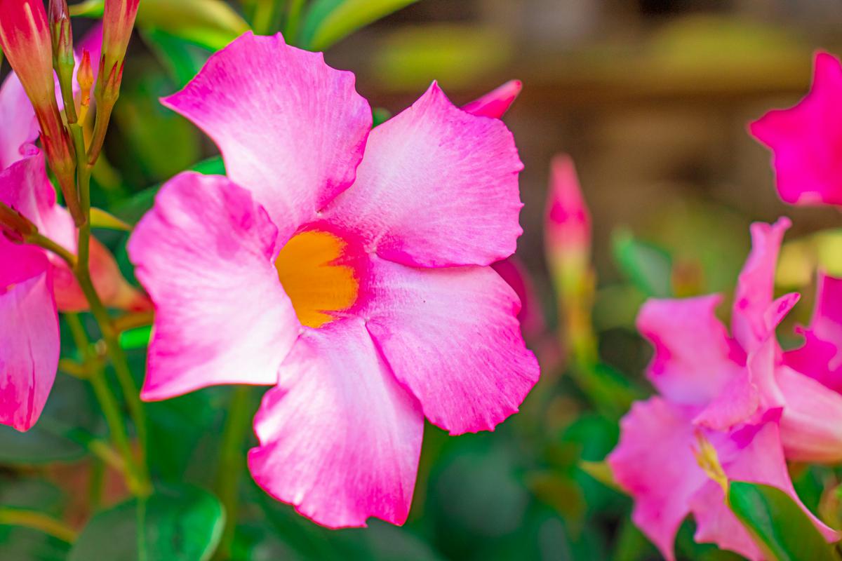 Mandevilla