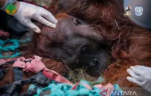 Orang Utan Sampurna Lemas Dikepung Kebakaran Hutan