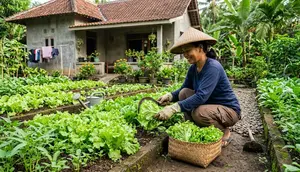 Cara Menanam Selada agar Tidak Pahit saat Dipanen, Tips agar Daun Renyah dan Manis