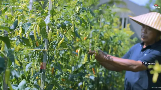 Kisah Guru SD Banting Setir Jadi Petani Cabai, Untung Ratusan Juta hingga Bisa Beli Motor Harley
