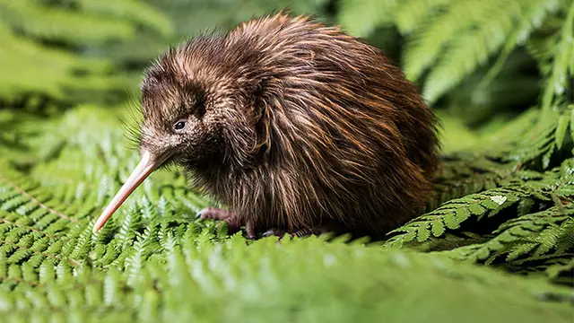 Hewan New Zealand