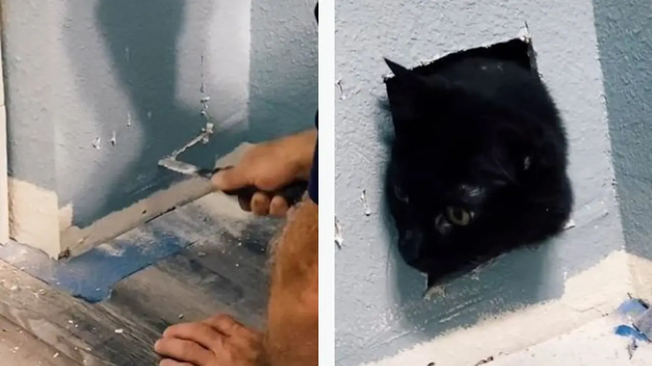 Dikira Hilang, Kucing Ini Ternyata Terjebak di Balik Tembok