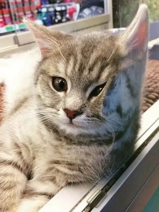 7 Potret Menggemaskan Kucing Toko Kelontong Ini Bakal Cerahkan Harimu