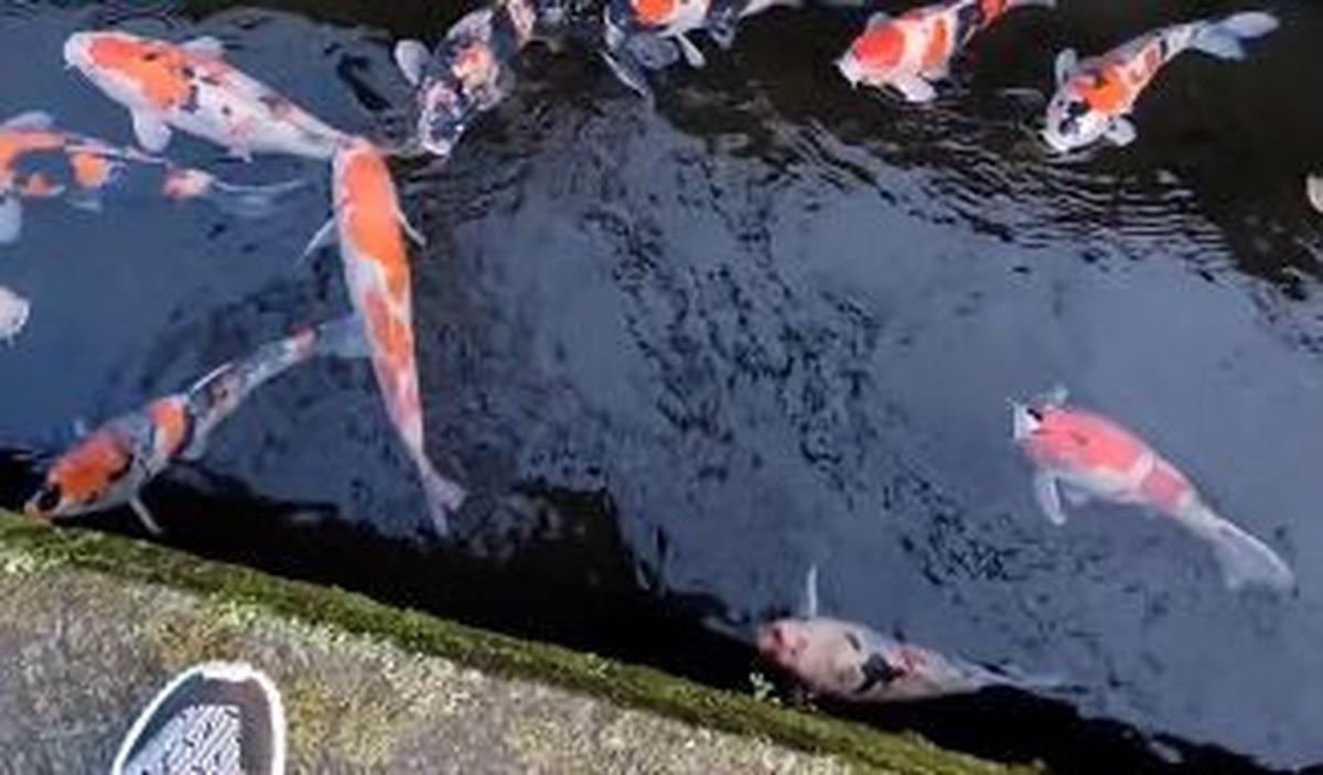 Disebutnya, bisa saja ikan-ikan koi itu diambil oleh pihak tak bertanggung jawab.