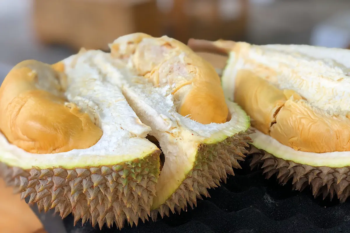 Durian - Vania