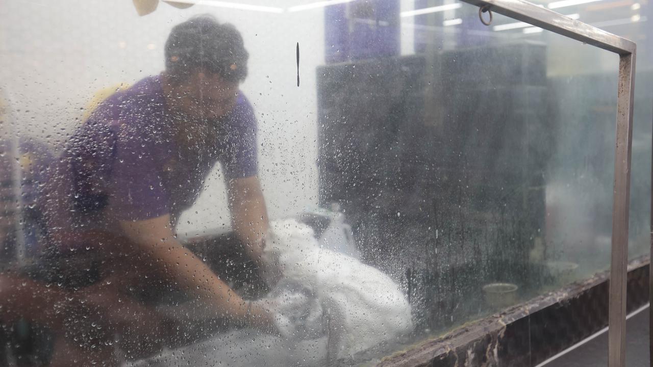 Cukur Bulu hingga Mandi Hewan Jadi Cuan Bisnis Pet Shop