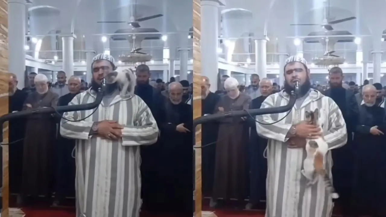 Kucing Naik ke Pundak Imam