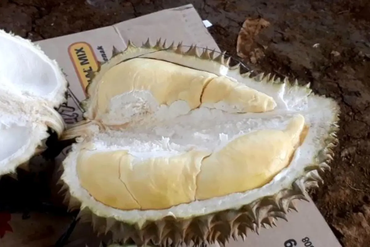 Biji Durian Bisa Jadi Solusi Sehat, Resep Rebusan untuk Menurunkan Hipertensi dan Menjaga Kesehatan