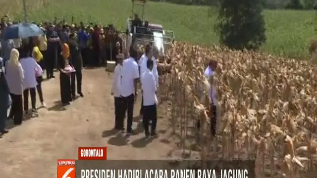 Jokowi Hadiri Panen Raya Jagung di Gorontalo