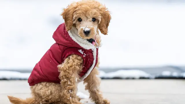 Miniature Poodle