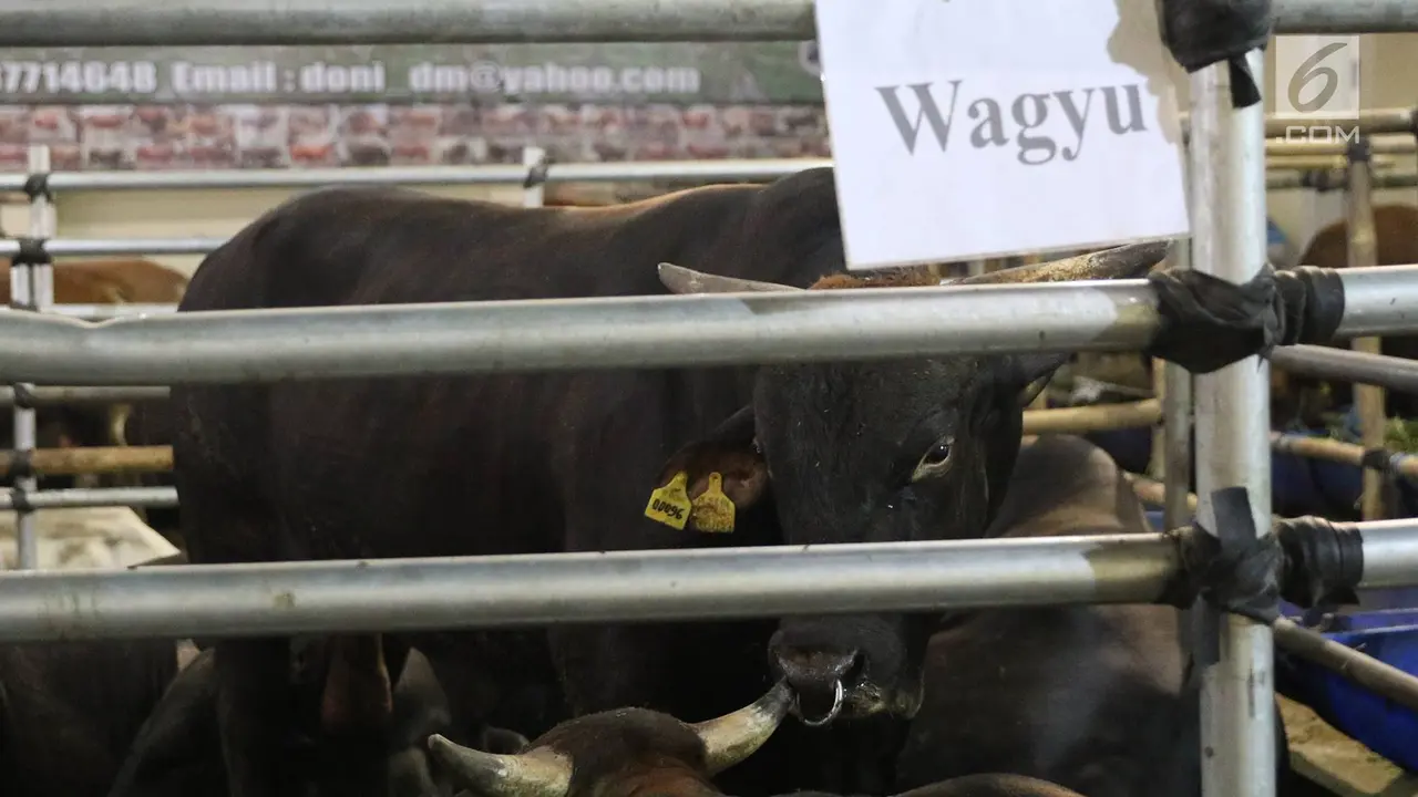 Dilayani SPG Cantik, Mall Ini Jual Sapi Qurban Asal Jepang