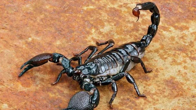 Mimpi Kalajengking-Vania