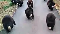 Video Beruang-beruang Lucu Berlarian Jadi viral