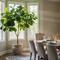 Tanaman di Ruang Makan. (Gemini AI)
