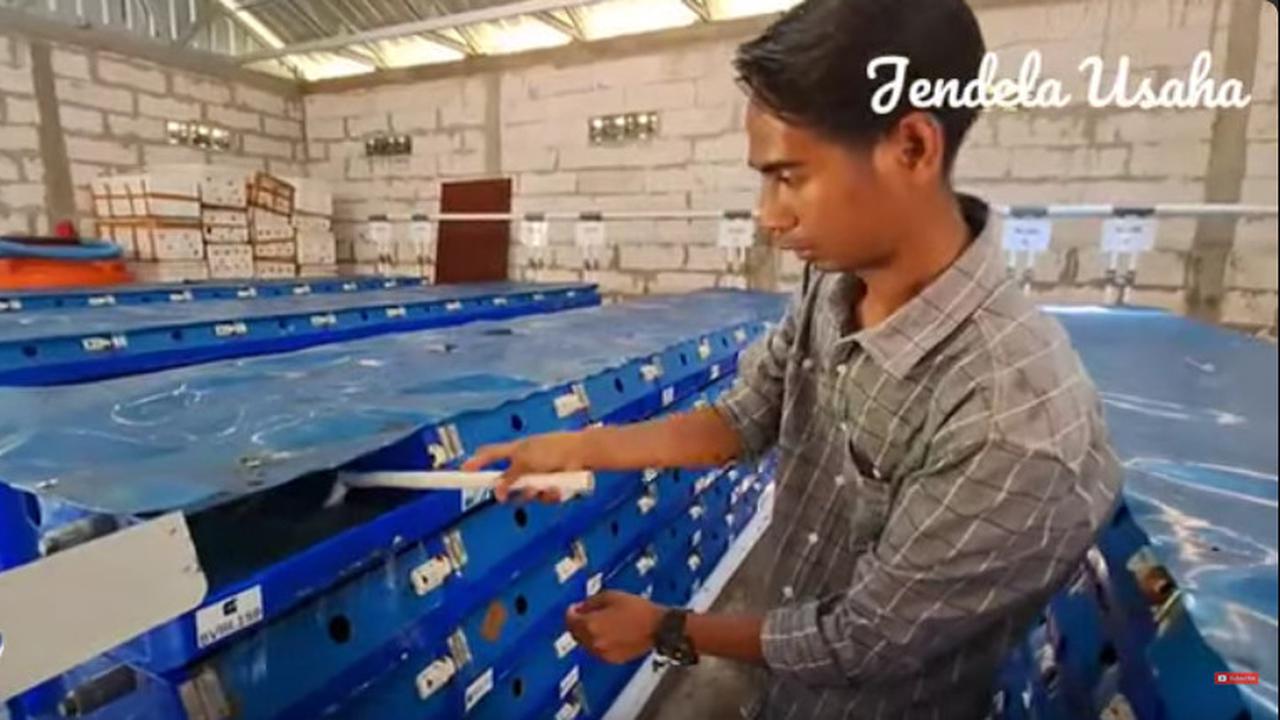 Dulu Kerja di Kantor Pajak, Pria Ini Sukses Usaha Kepiting di Kampung Halaman