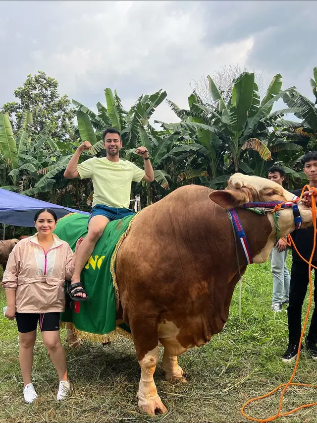 FOTO: Wow, Sapi Kurban Raffi Ahmad dan Nagita Slavina Bikin Geleng-Geleng Kepala