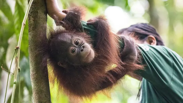 Sekolah untuk Orangutan di Kalimantan Timur