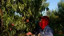 Tahun ini, dia mengeluh, “kami tidak memiliki tanaman persik.” (Joe Raedle/Getty Images/AFP)