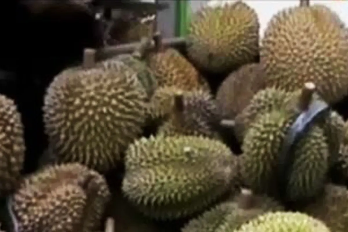 VIDEO: Lezatnya Durian Petruk hingga Montong di Rumah Durian