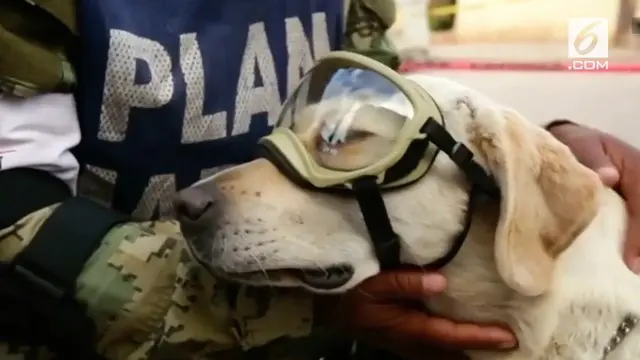 Frida adalah anjing Labrador yang berusia 7 tahun milik Angkatan Laut Meksiko. Ia membantu pihak penyelamat mencari korban gempa.