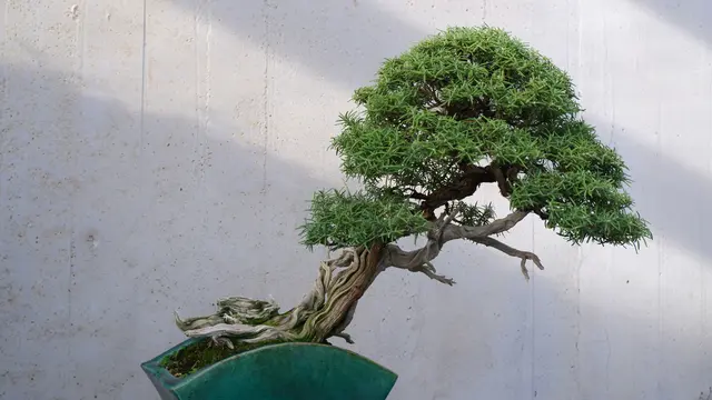 Ilustrasi Tanaman Bonsai.