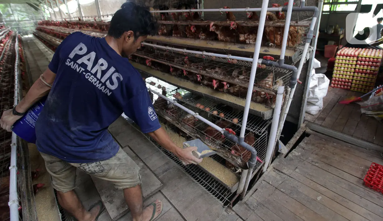 Perternak memberi makan ayam di perternakan kawasan Telaga Kahuripan, Bogor, Jawa Barat, Rabu (3/11/2021). Stok telur di kandang masih berlimpah, sementara biaya produksi berupa pakan ternak masih juga tinggi. (merdeka.com/Arie Basuki)