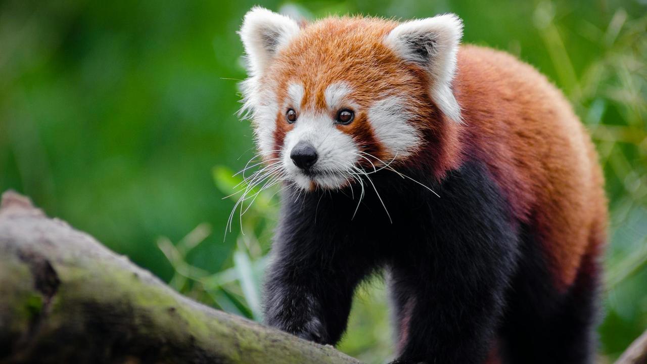 Red Panda