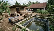 Sistem Peternakan Terpadu Lele, Maggot dan Ayam, Begini Cara Membuatnya