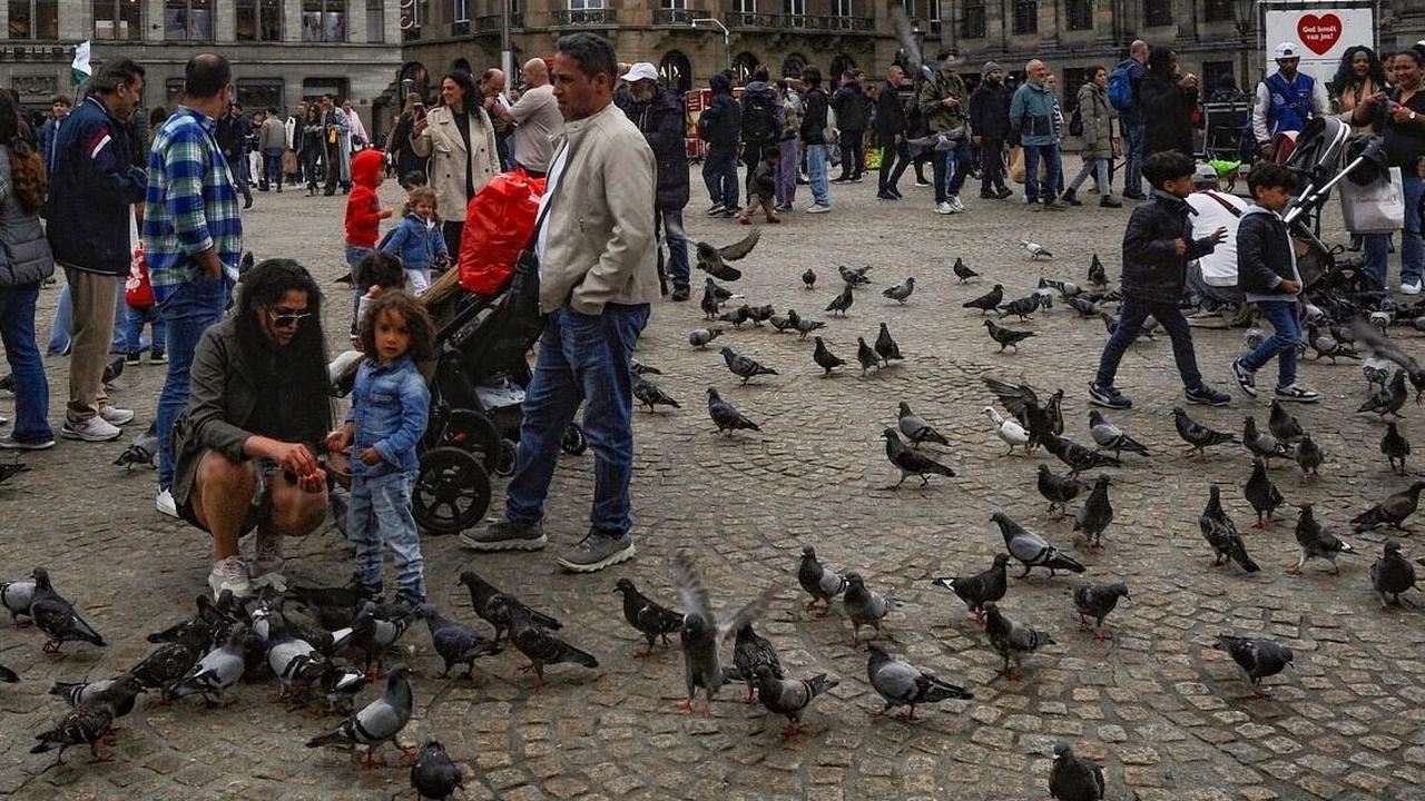 Berdasarkan penelitian sebelumnya yang telah dilakukan universitas Utrecht mencatat pada 2021 bahwa Amsterdam berada di puncak daftar dengan 190 merpati per kilometer persegi, diikuti oleh Rotterdam dengan 85 merpati untuk setiap satu kilometer persegi wi